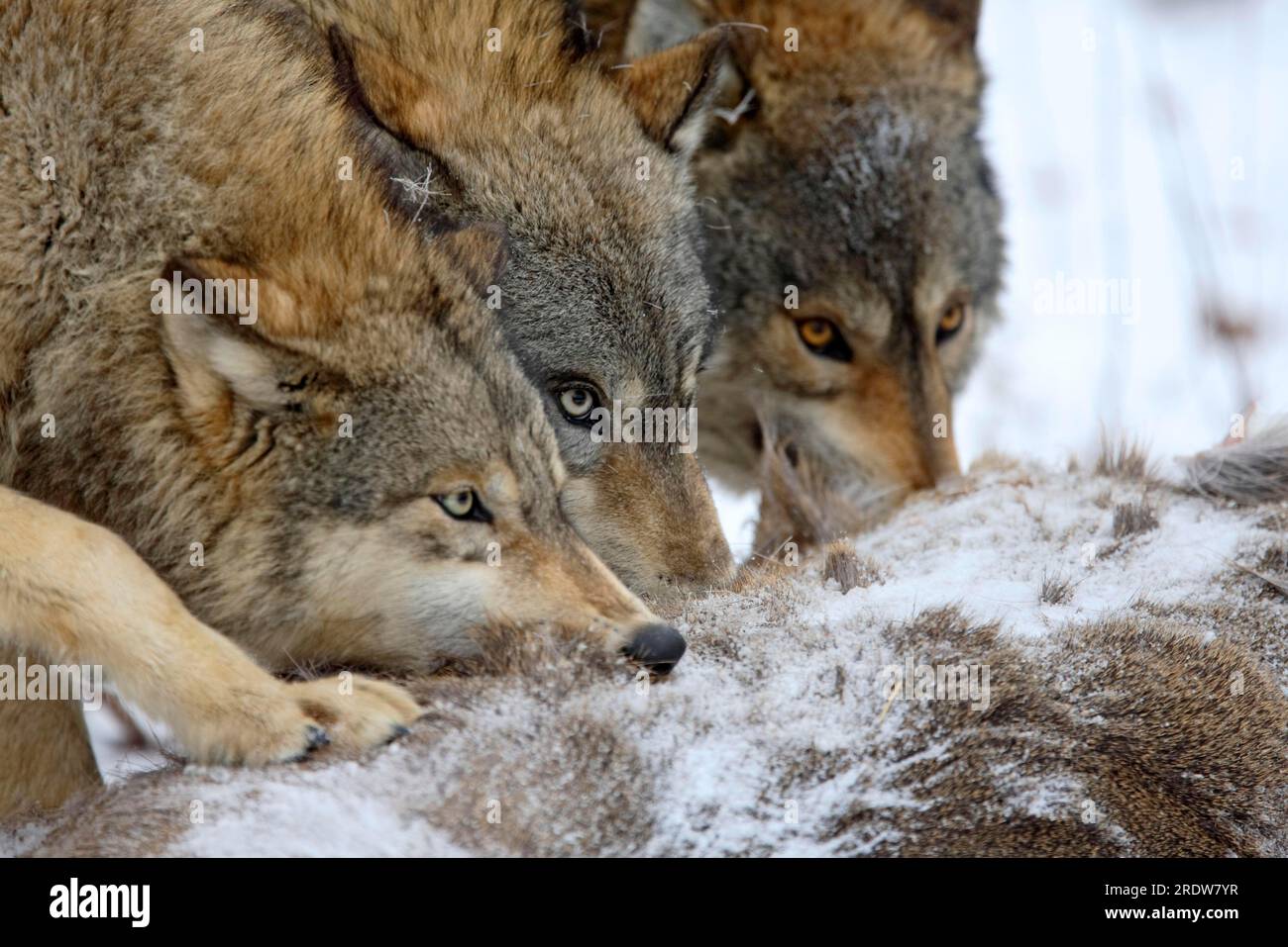 Gray wolves (Canis lupus) at the deer carcass Stock Photo