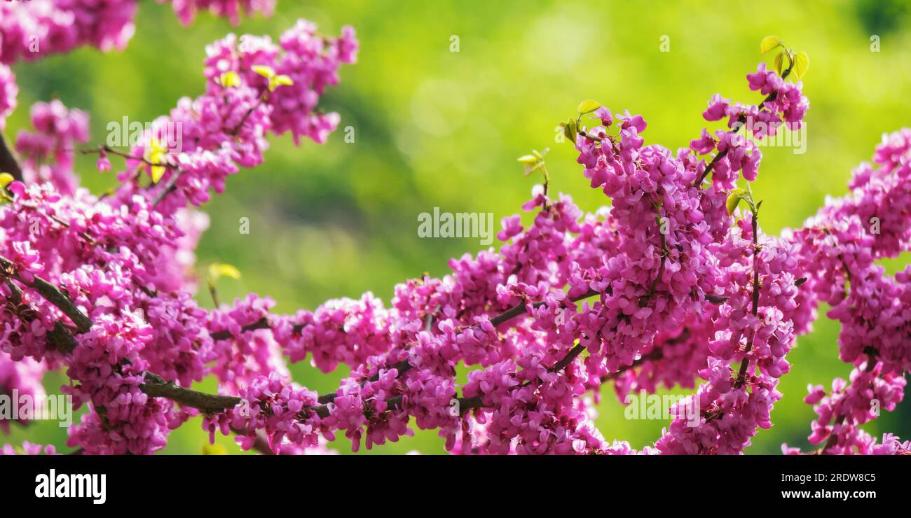 pink flowers on the branch of redbud. city park nature background Stock Photo