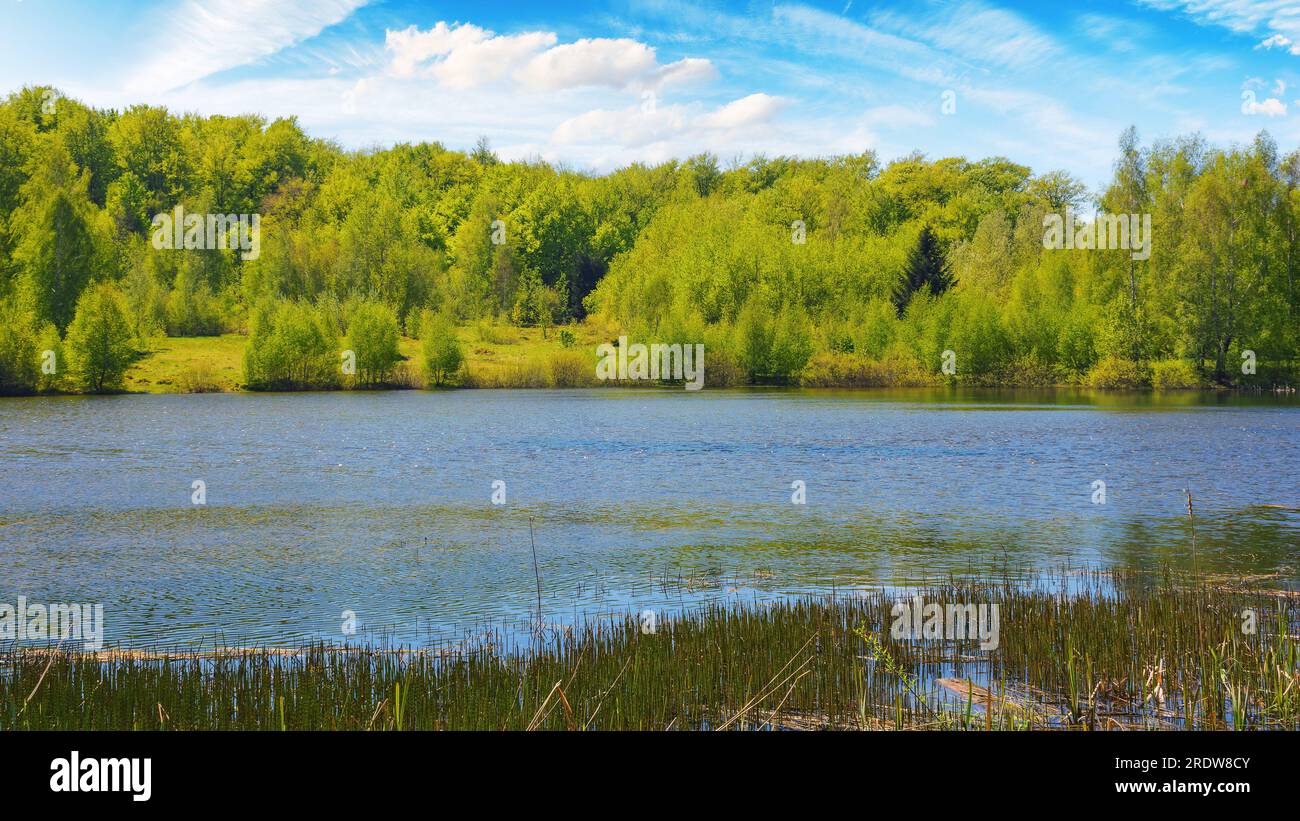 Forest pond hi-res stock photography and images - Alamy