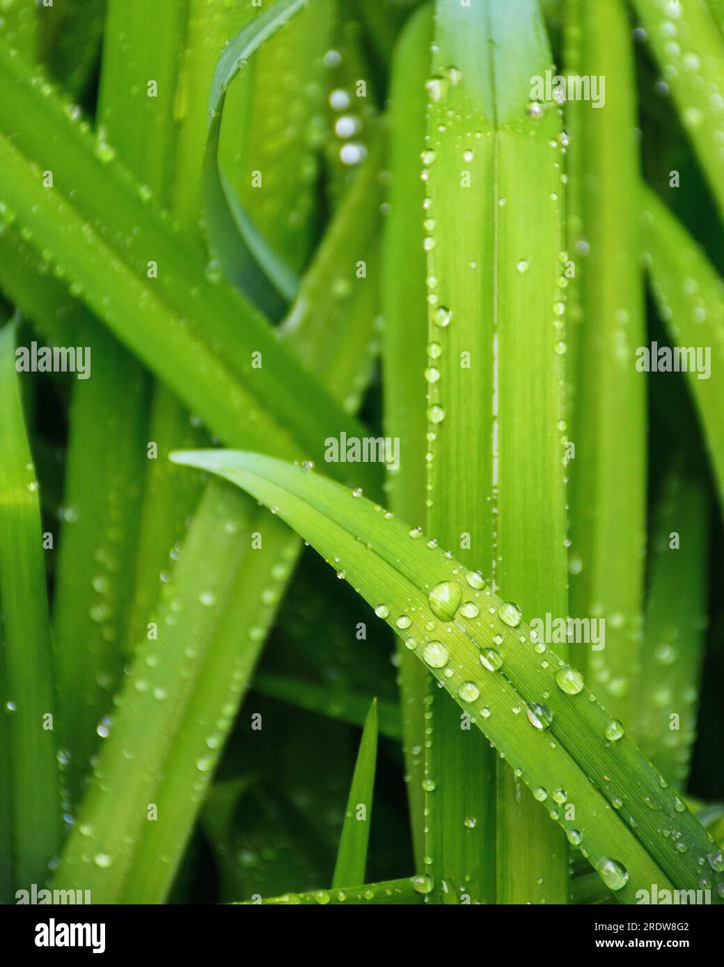 wet grass blades. green environment background Stock Photo