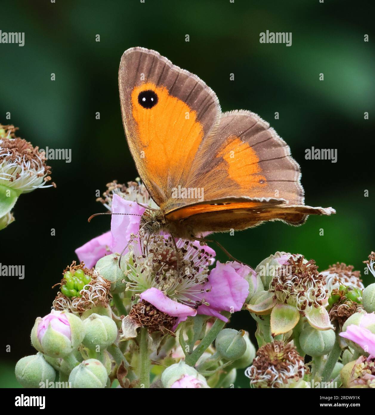 A Gatekeeper butterfly (Pyronia tithonus)in the Cotswold Hills Gloucestershire UK Stock Photo