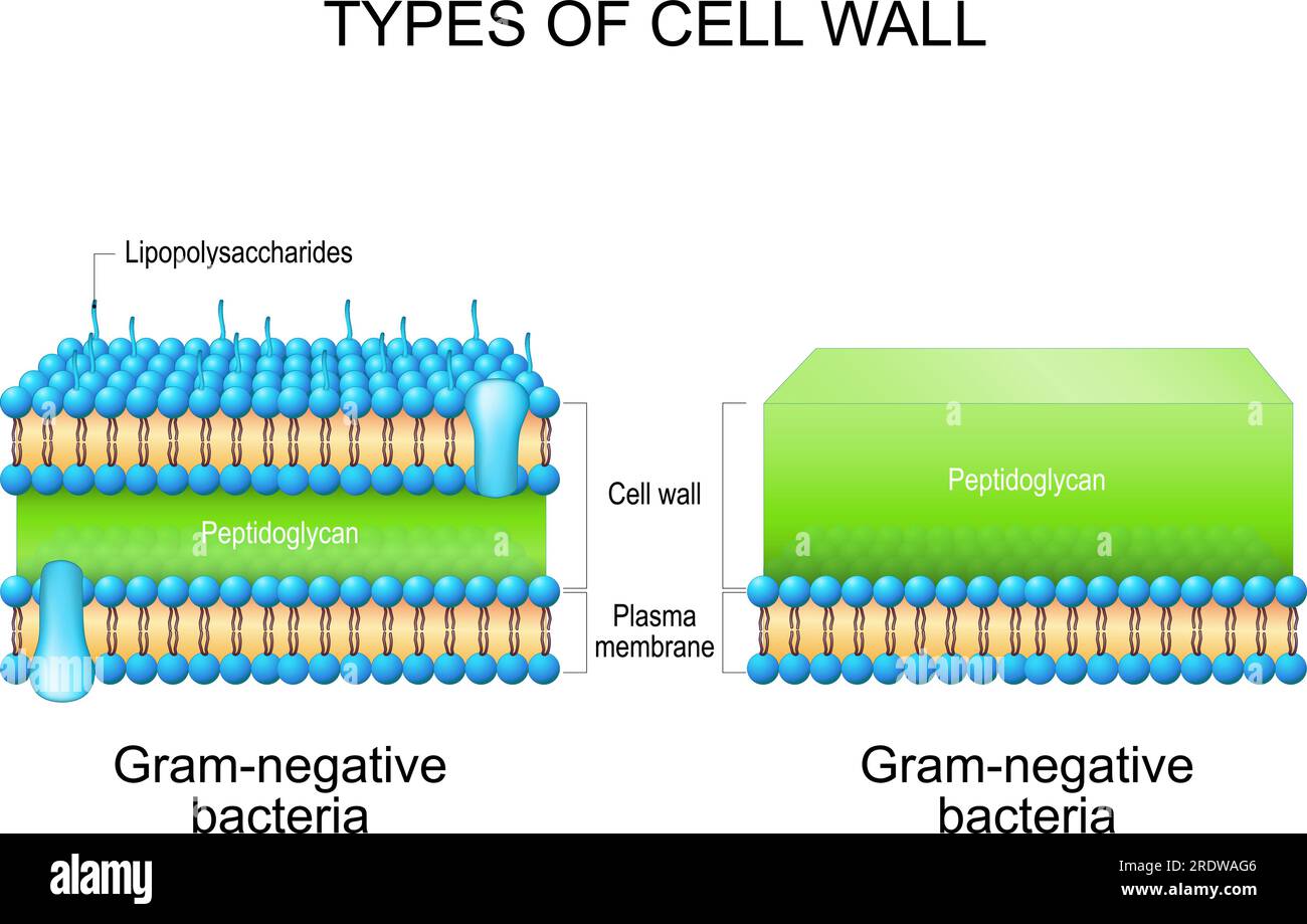 Types of bacterial cell wall. Gram-negative bacteria and Gram-negative bacteria. comparison, structure, and composition. Vector illustration Stock Vector
