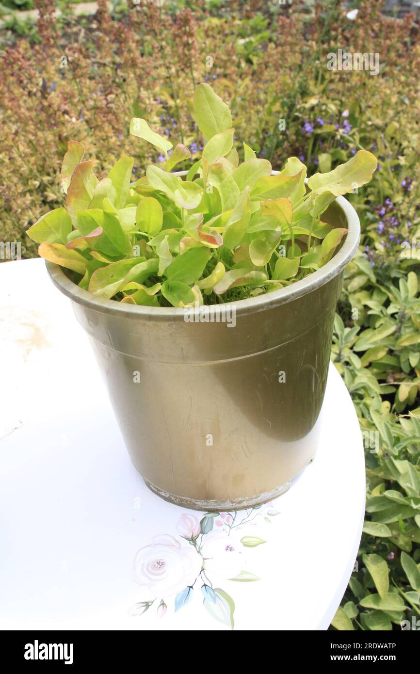 Pot of French Sorrel - Blonde de Lyon growing outdoors in UK in early summer Stock Photo