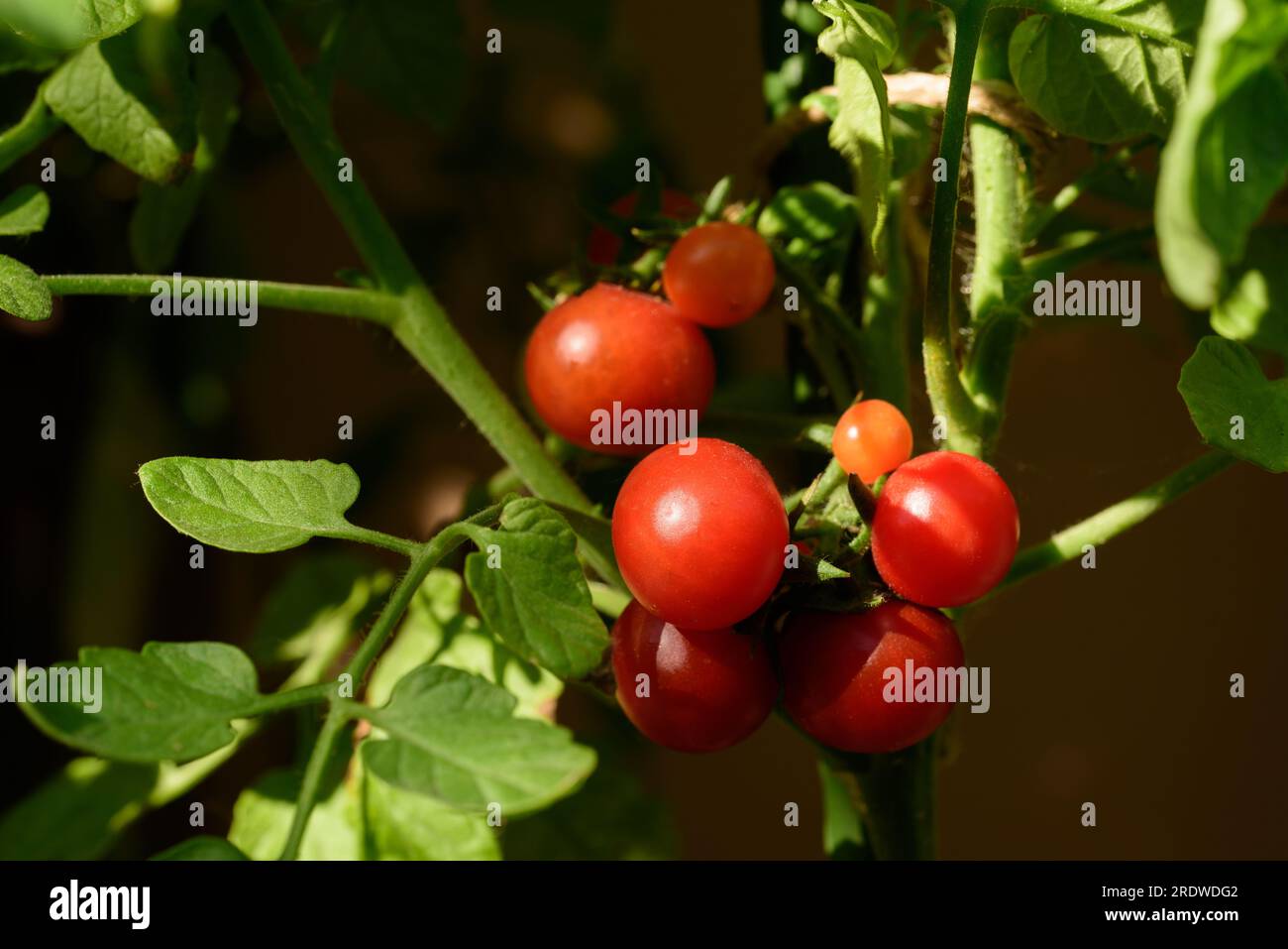 Ripe cherry tomato plant growing in garden. Fresh bunch of red natural cherry tomatoes on a branch in organic vegetable garden. Stock Photo