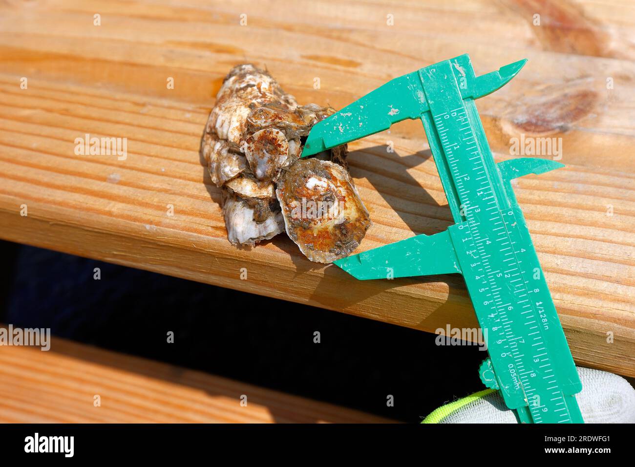 Measuring oyster growth at a Billion Oyster Project research station on the East River in New York City, July 15, 2023. Stock Photo