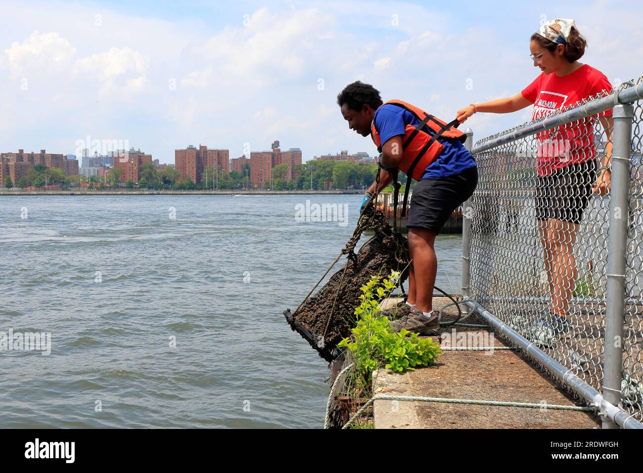 Billion Oyster Project staff members pull up an oyster cage from the East River at an oyster research station in New York City, July 15, 2023. Stock Photo
