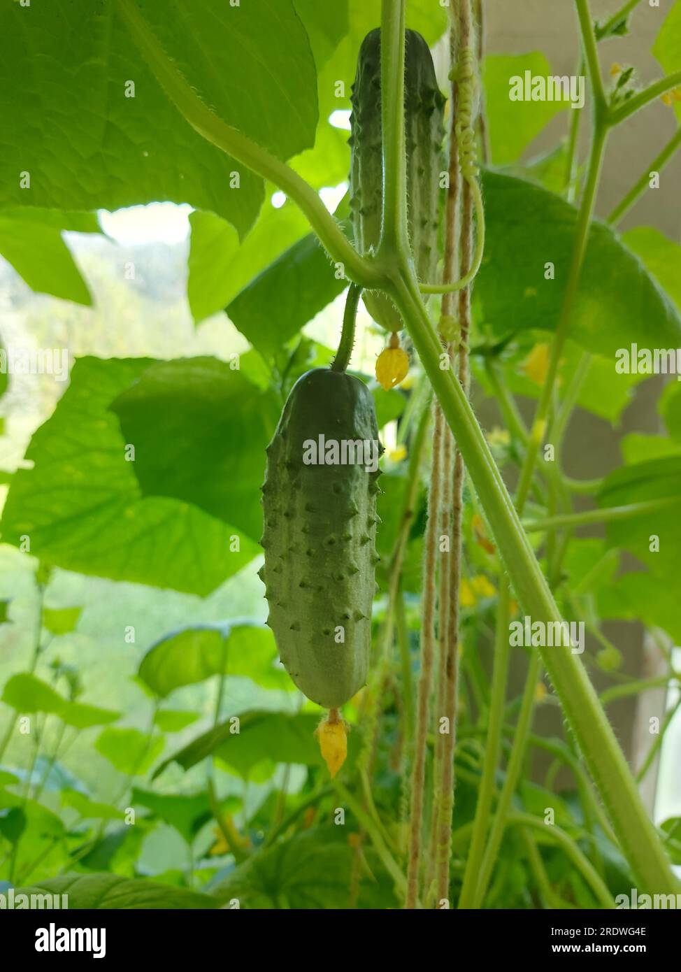 Cucumbers grow in a greenhouse Stock Photo Alamy