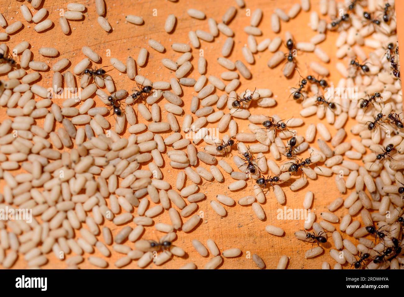 Common black ant (Lasius niger) pupae with workers. Ants formic eggs