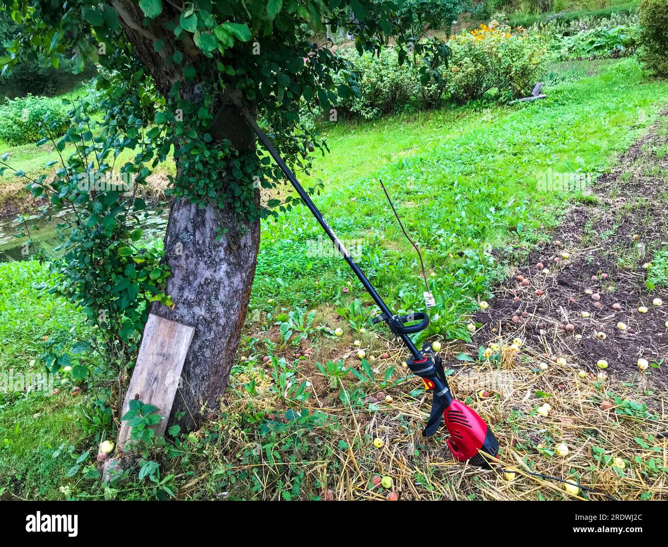 a lawn mower stands near a tree. a mowing machine stands near the apple tree, waiting for the gardener. harvesting yellowed autumn grass. preparing th Stock Photo