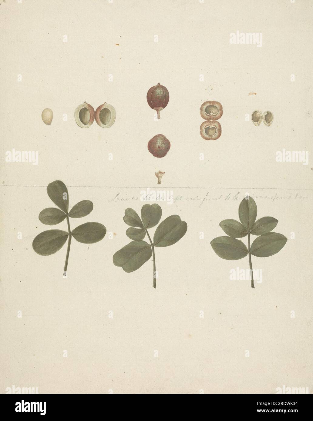 Commiphora gileadensis (L.) C. Chr. (Balm of Gilead, Opobalsam): finished drawing of fruit, dissected fruits, and leaves circa 1768 by James Bruce Stock Photo