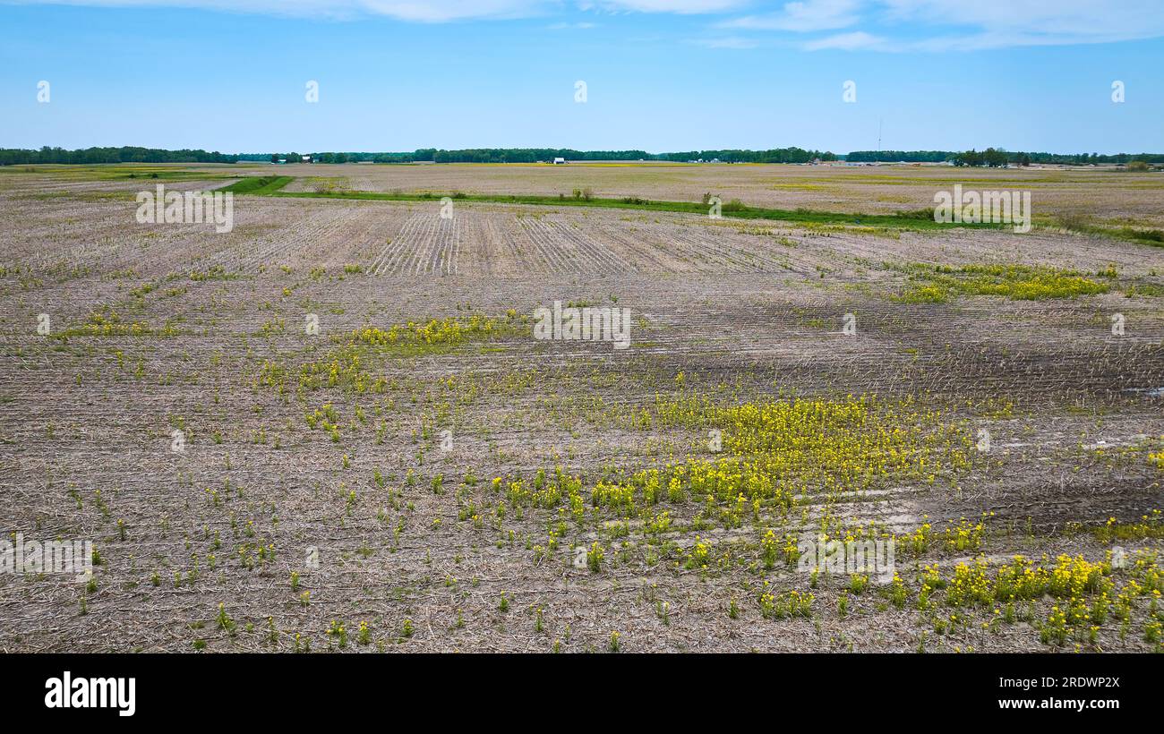 Farm field, yellow flowers, blue sky, green runoff ditch no crops