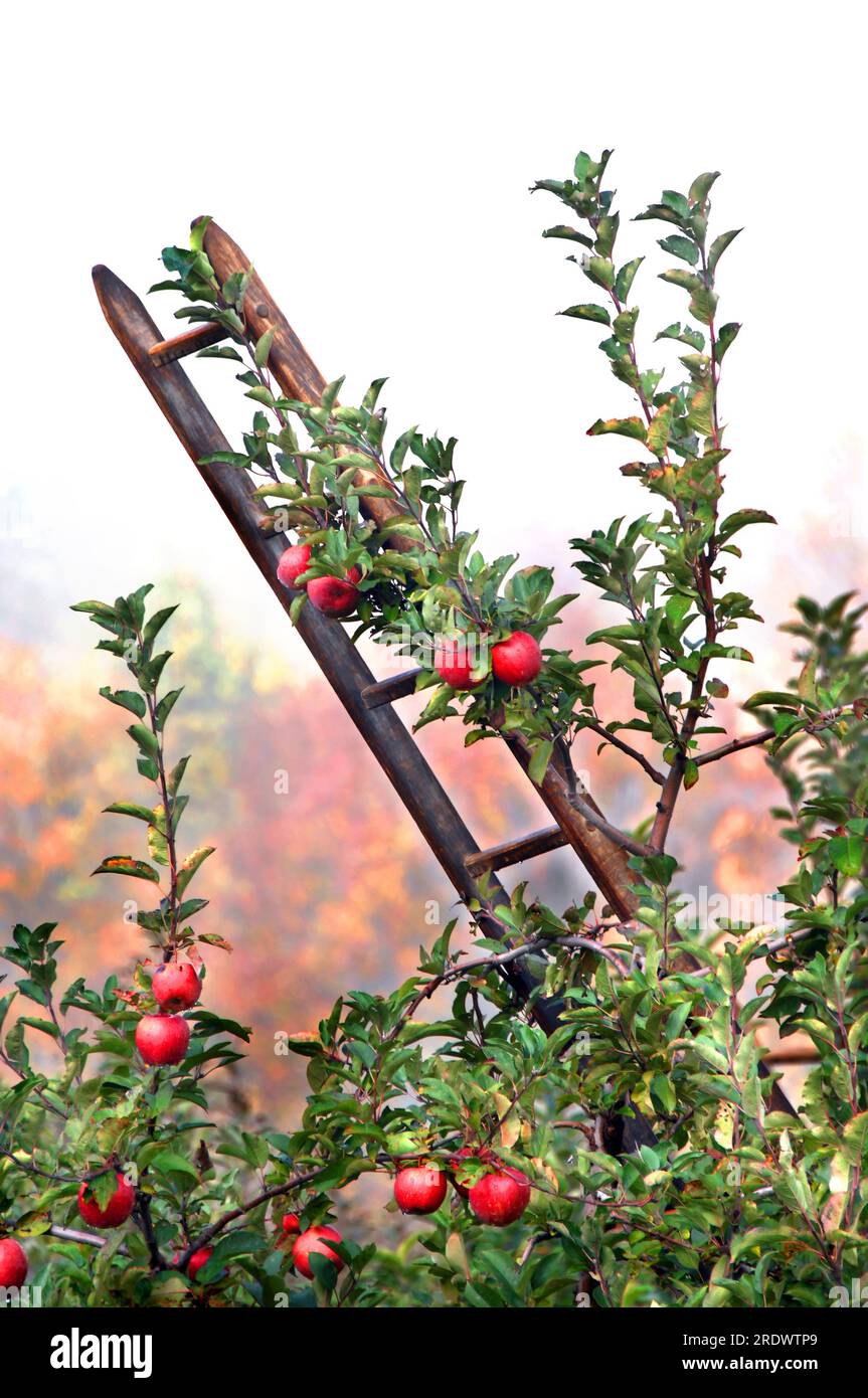 Rustic wooden ladder leans against an apple tree loaded with ripe fruit