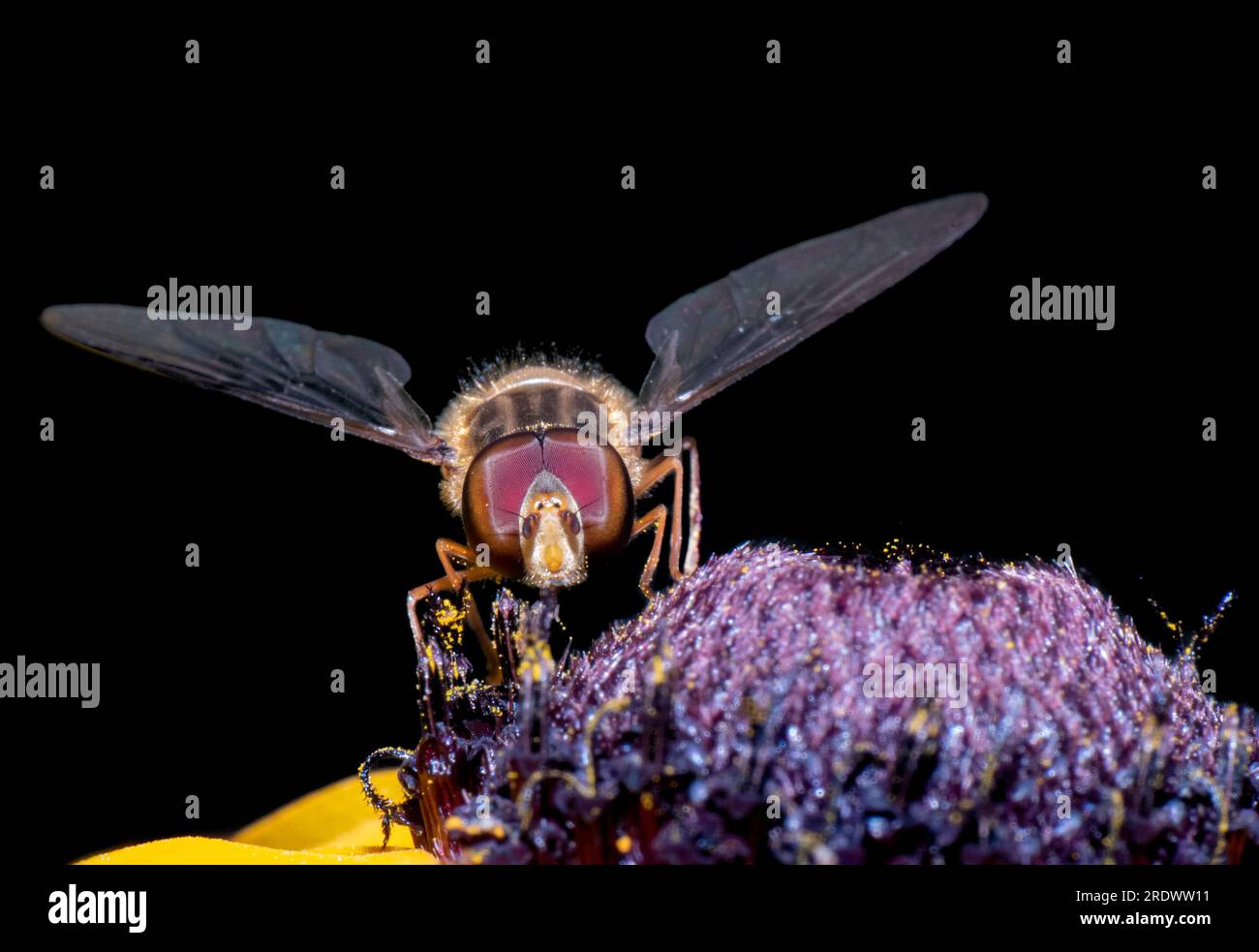 Hoverfly eating nectar on a sunflower, UK, Black background. Stock Photo