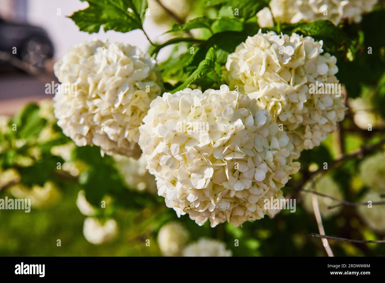 Puffy white hydrangeas hortensia flowers budding on branches blurred  background asset Stock Photo - Alamy