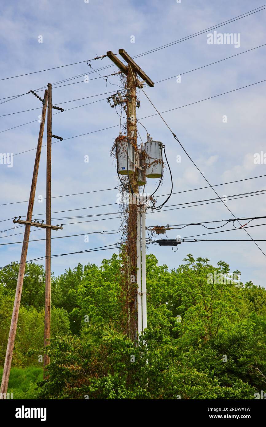 Telephone pole covered in ivy and tow poles leaning against each other