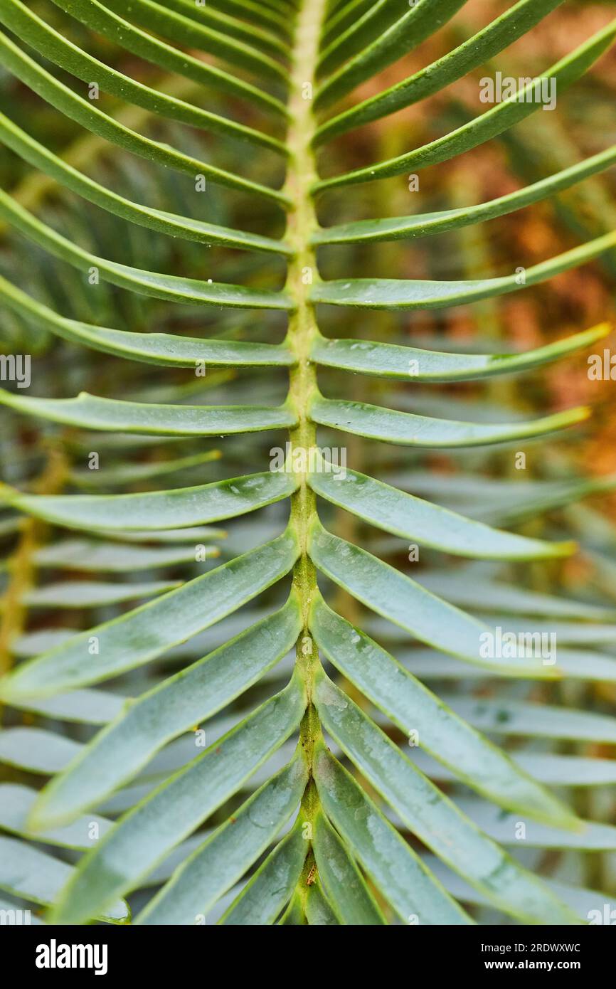 Long leaf with long thin spikes for tropical plant vertical Stock Photo