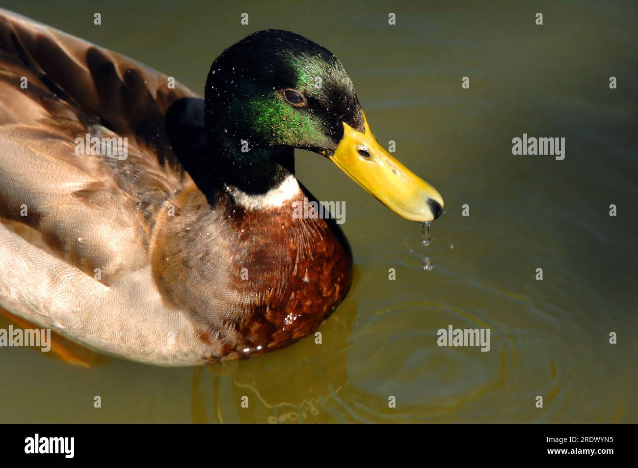 Drops cling to the water repellant feathers of this Mallard duck. A