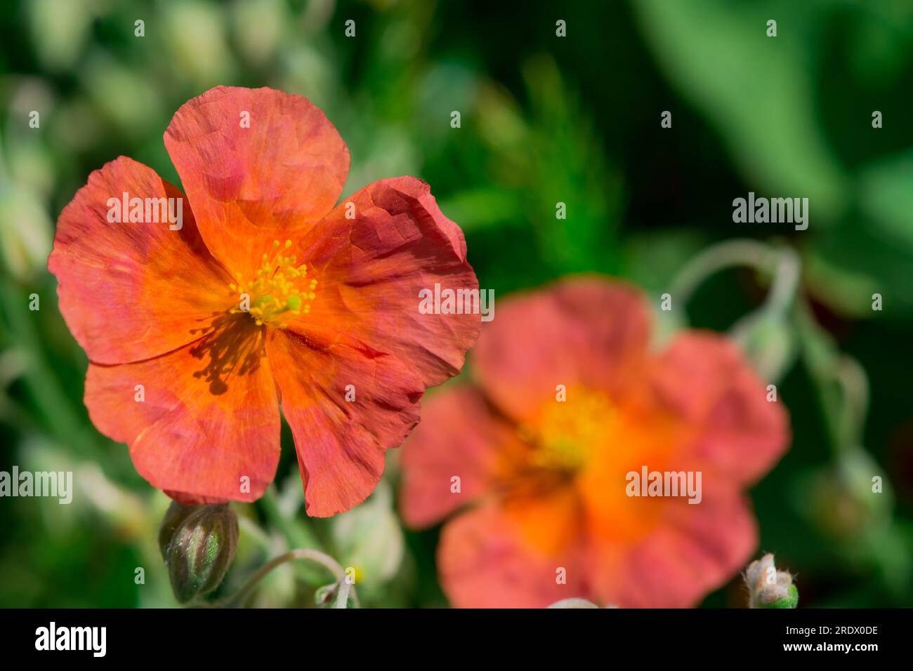 beautiful natural background with summer flowers Stock Photo - Alamy