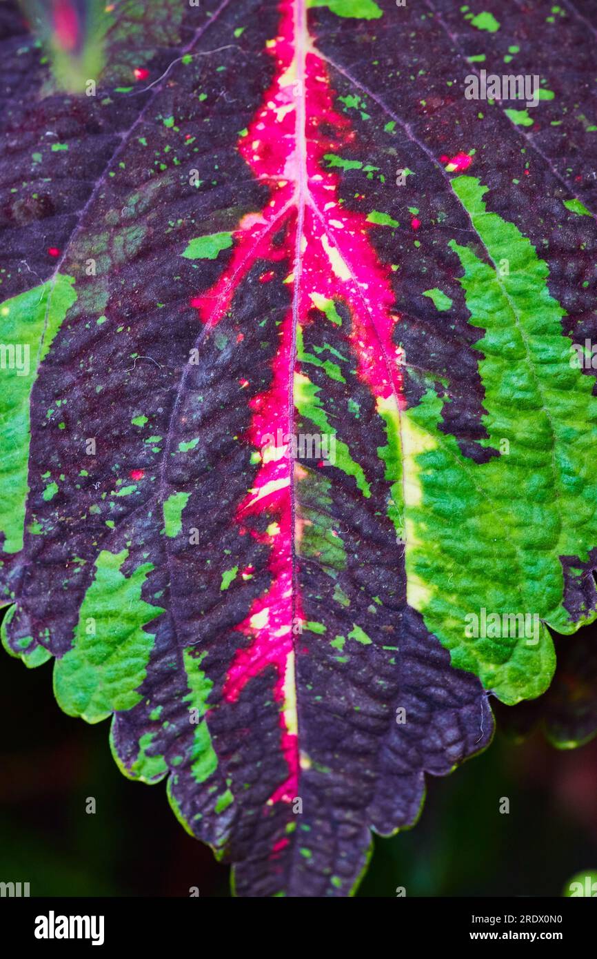 Coleus Leaf or Mayana Leaf with vibrant hot pink and yellow near veins and green and blue splotches Stock Photo