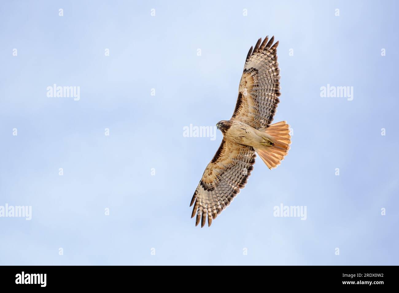 A red-tailed hawk (Buteo jamaicensis) flies overhead. Stock Photo