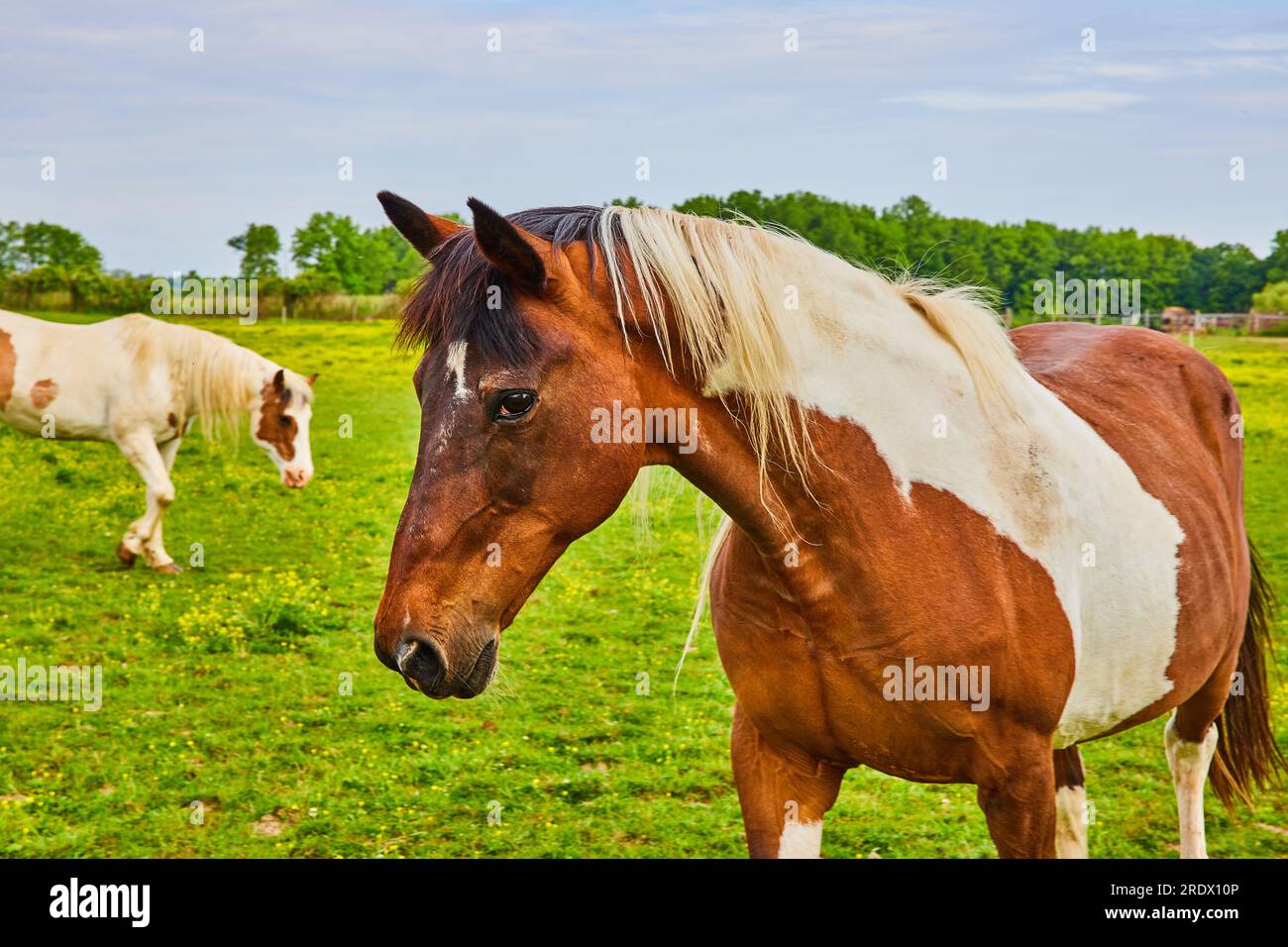 Side view of two brown and white paint horses with one that has