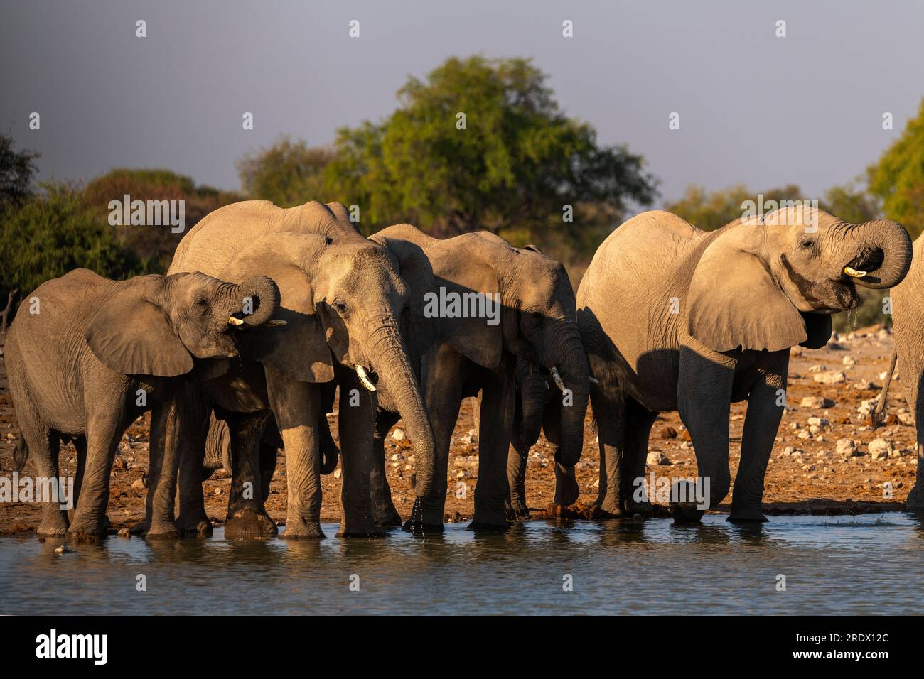 Elephant herd at Klein Namutoni waterhole, Etosha National Park, Namibia  Stock Photo - Alamy