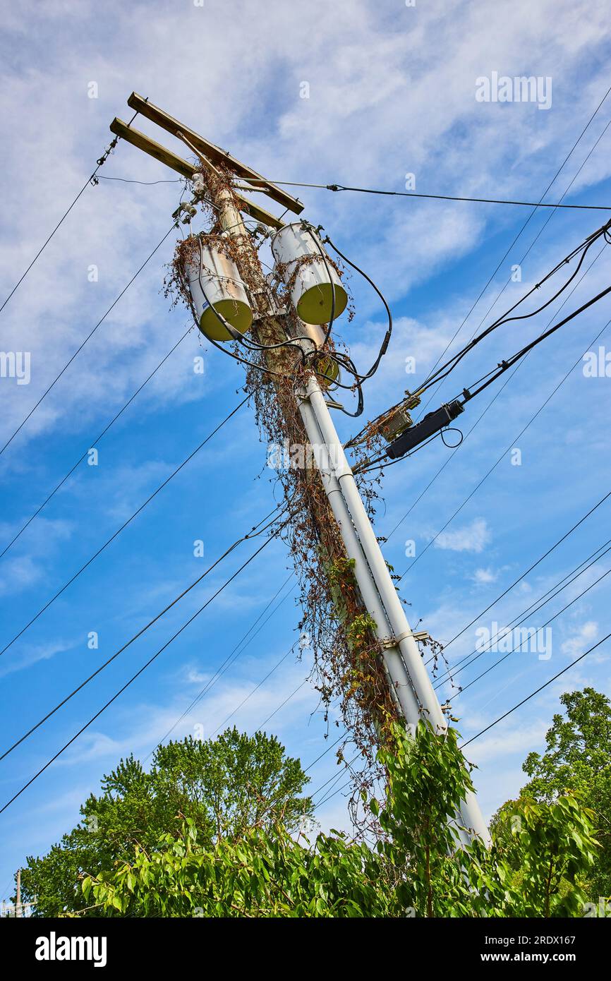 Vertical of telephone pole covered in rust colored creeping vines and