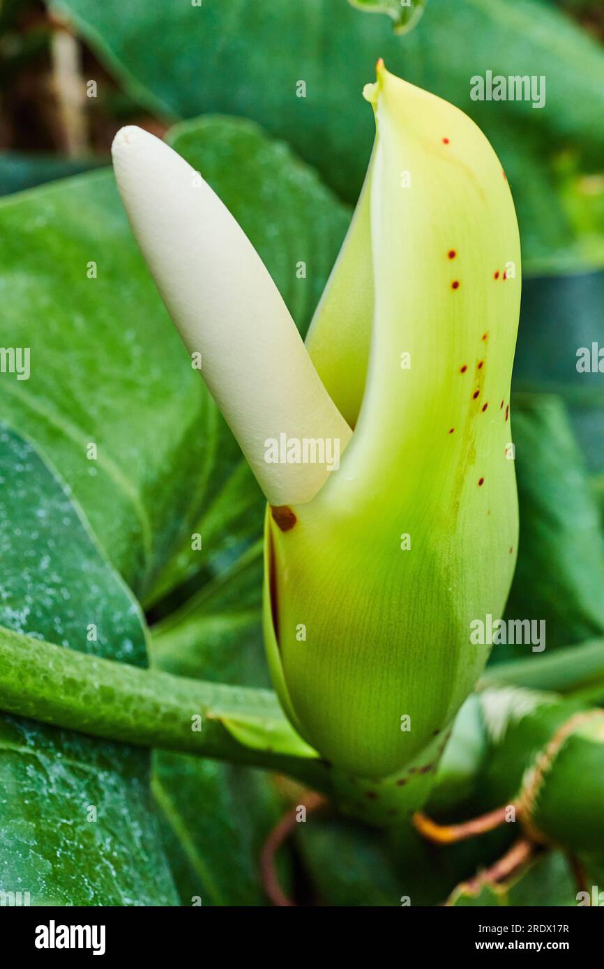 palm palm plant Palm main image 1