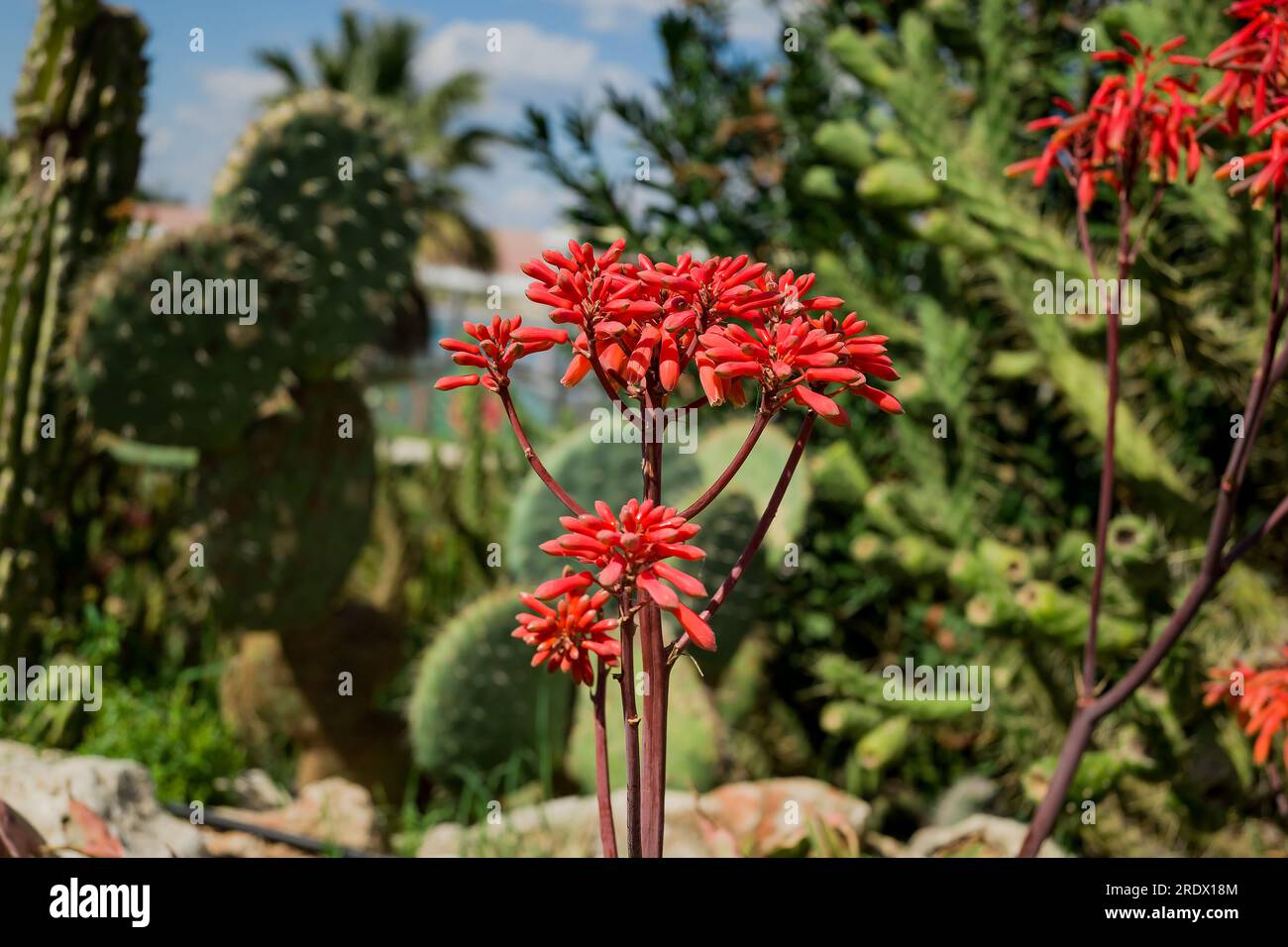 beautiful natural background in summer garden Stock Photo