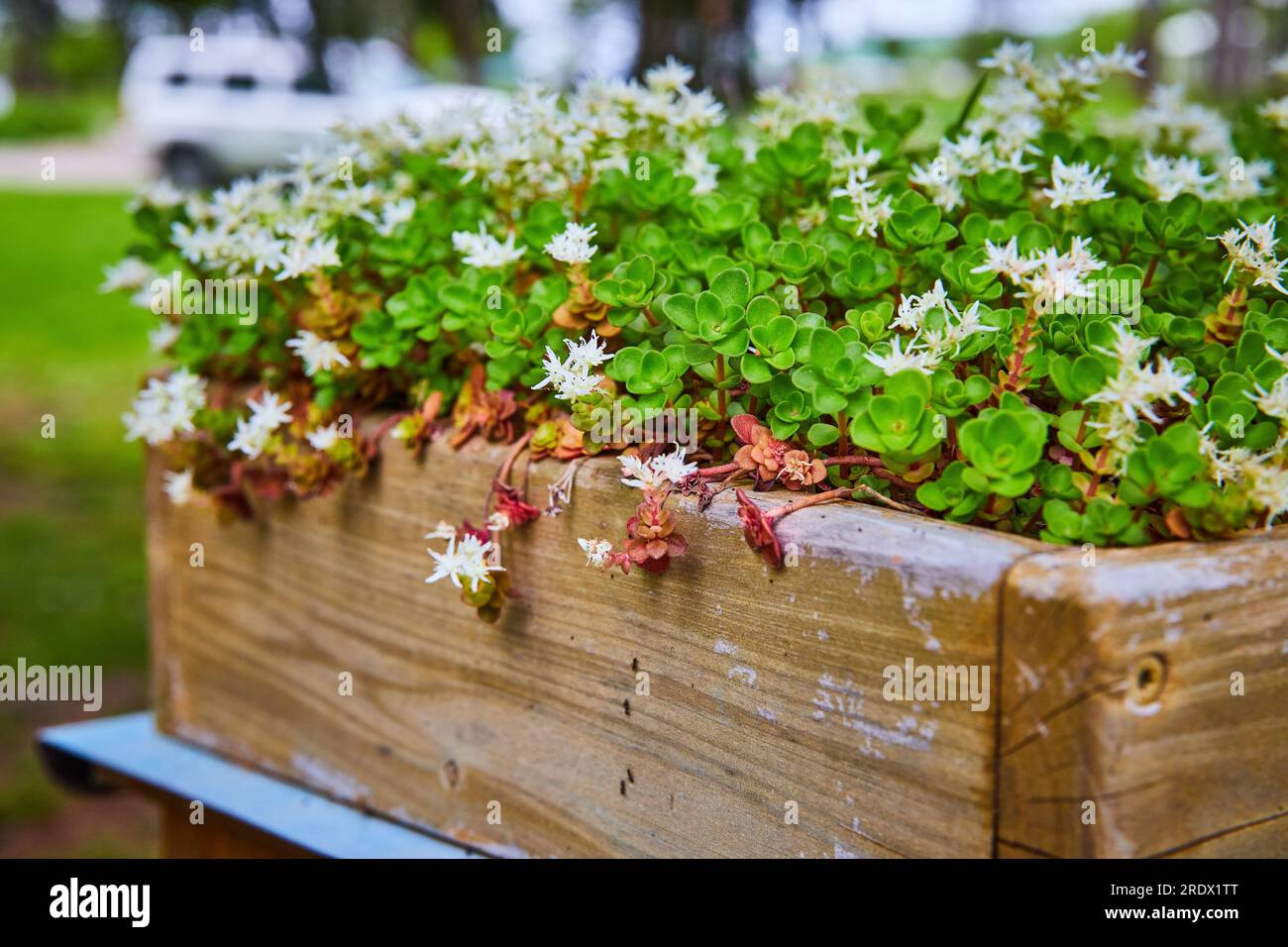 Wooden flower garden box with blooming white succulent flowers on Three Leaved Stonecrop Stock Photo