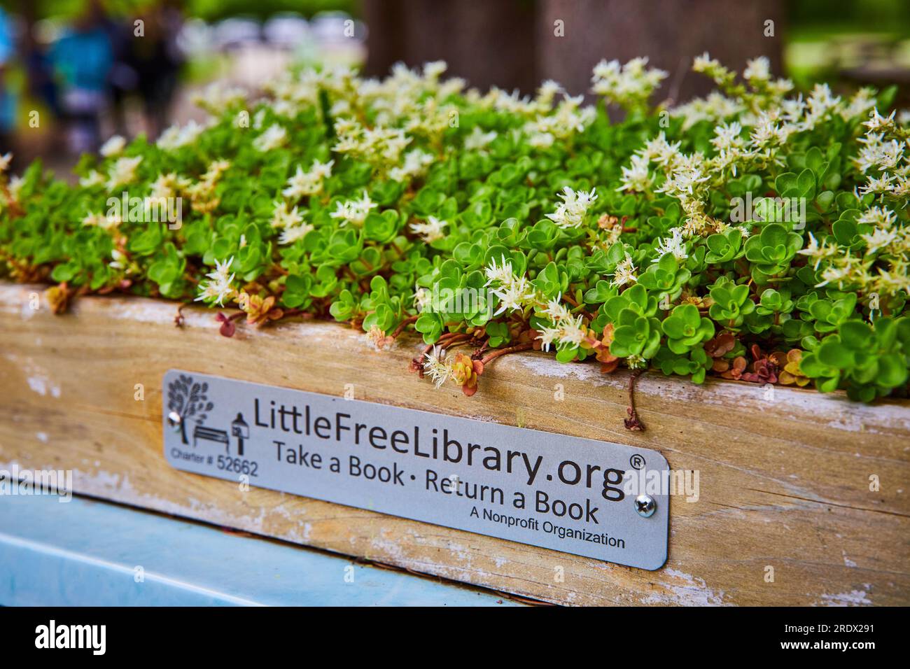 Little Free Library sign on succulent flower box full of Sedum Ternatum the Three Leaved Stonecrop Stock Photo