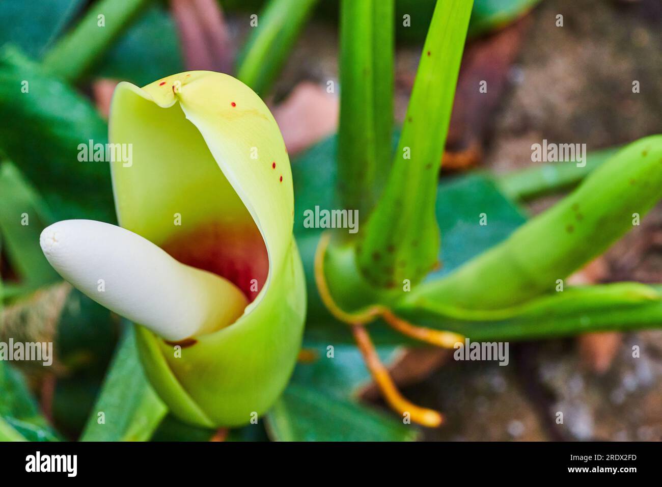 Australian Philodendron Crassinervium the fruit salad tree horizontal view  close up Stock Photo - Alamy