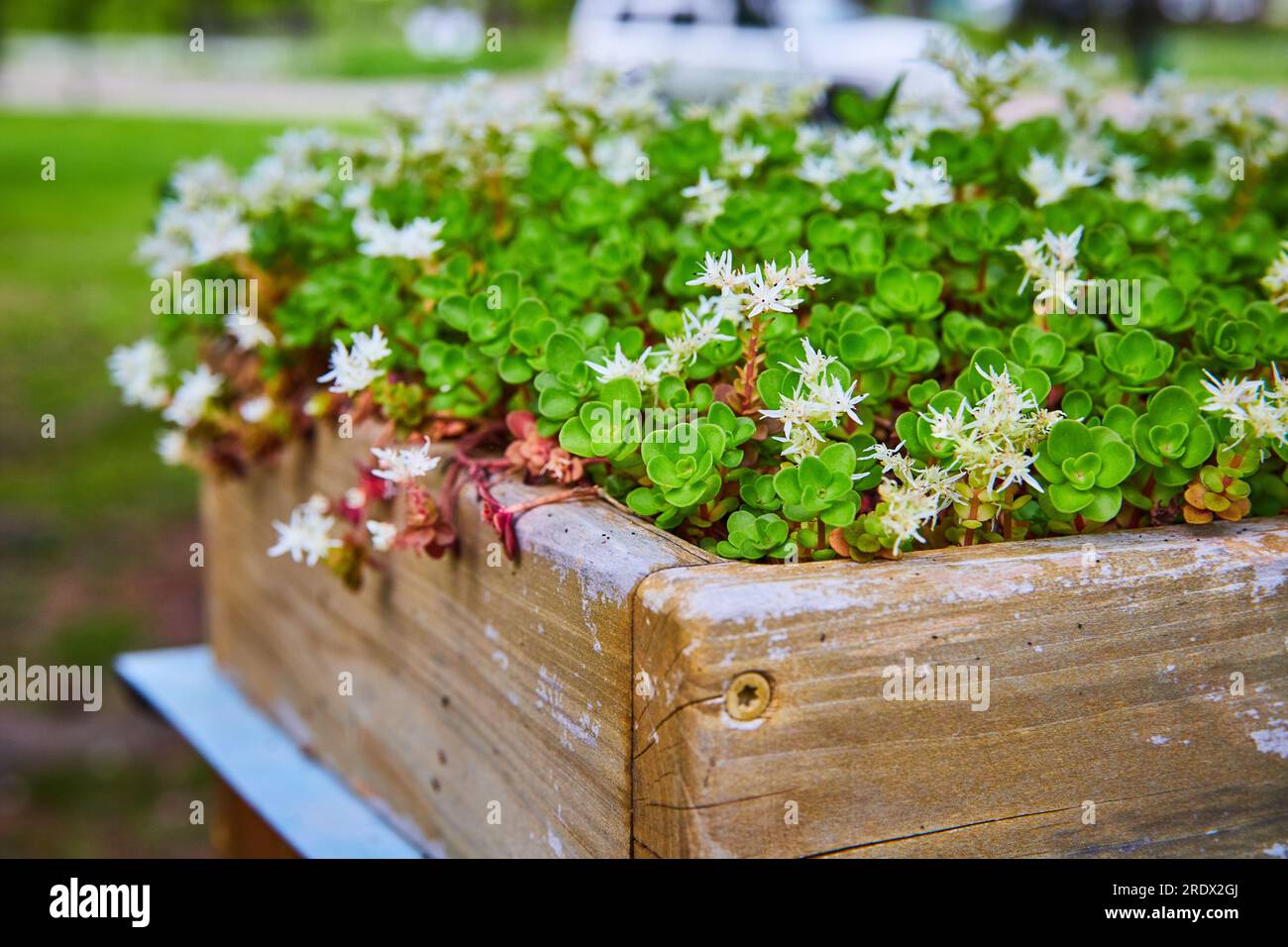 Succulent Sedum Ternatum the Three Leaved Stonecrop blooming in a wooden flower box Stock Photo