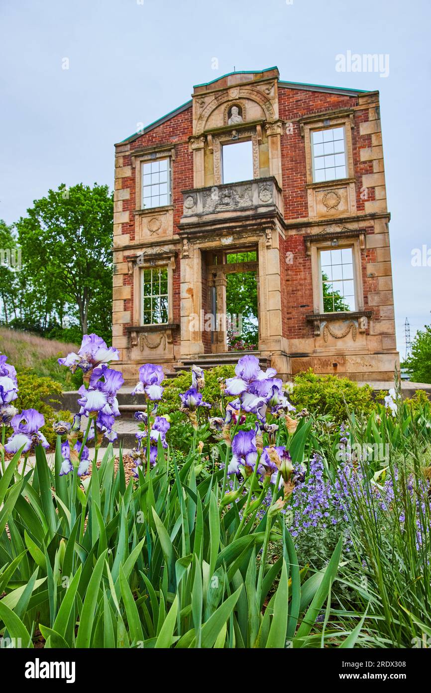 Purple Bearded Iris Flower in front of abandoned and decaying old mansion wall Stock Photo