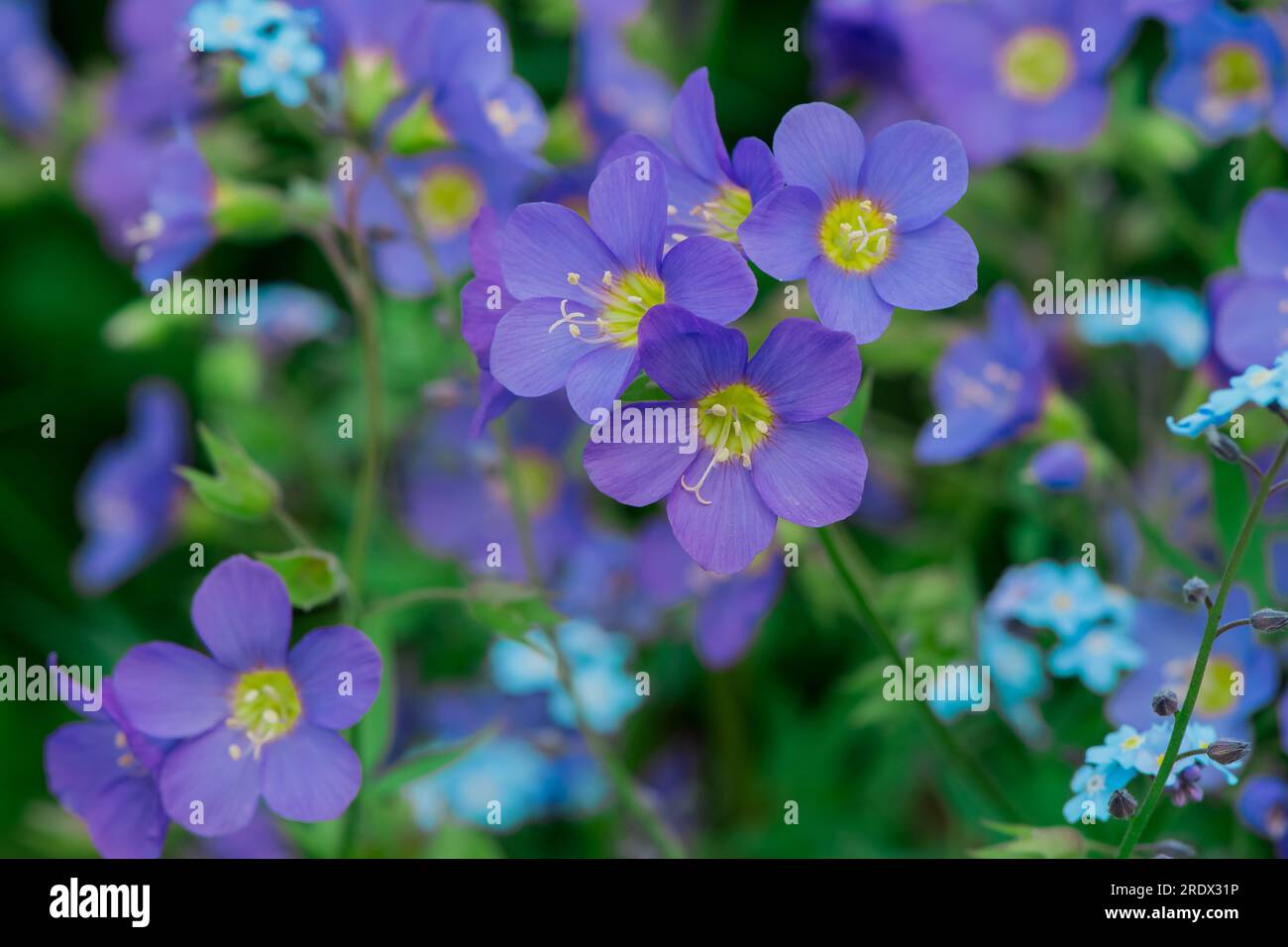 beautiful natural background with summer flowers Stock Photo
