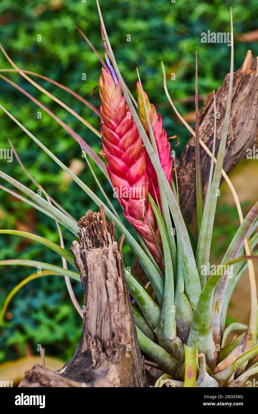 Tillandsia Tricolor Tropiflora in bloom with hot pink flower Stock Photo