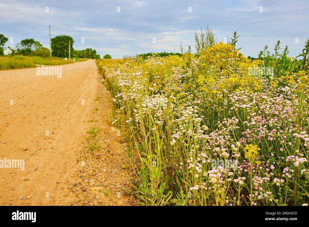 Dirt and gravel country road with burst of wildflowers along side and