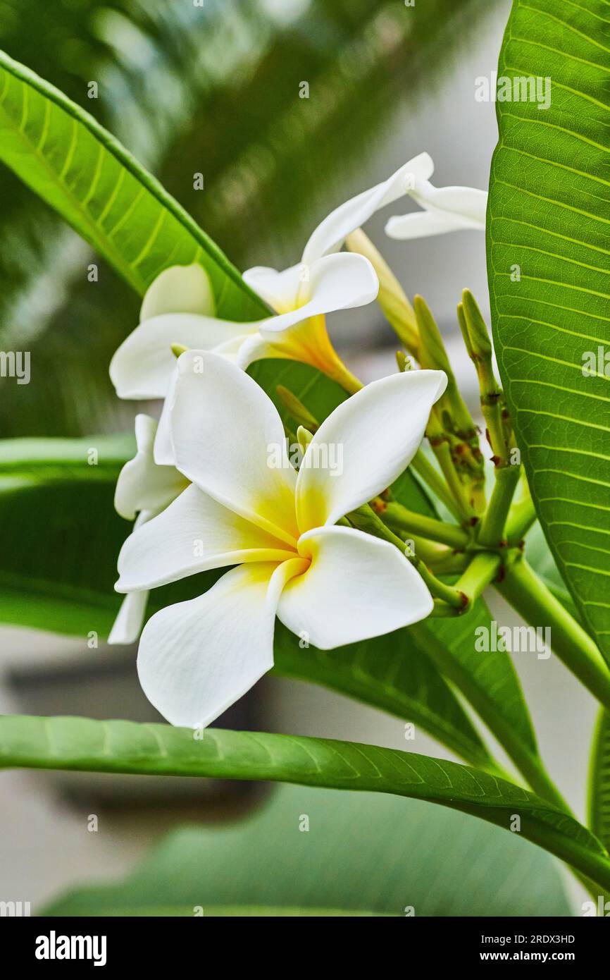 Plumera alba hi-res stock photography and images - Alamy