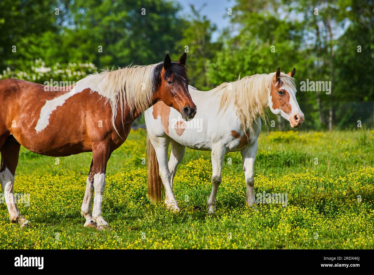 Close shot paint horses with brown and white fur coats standing in sunny field of yellow flowers Stock Photo