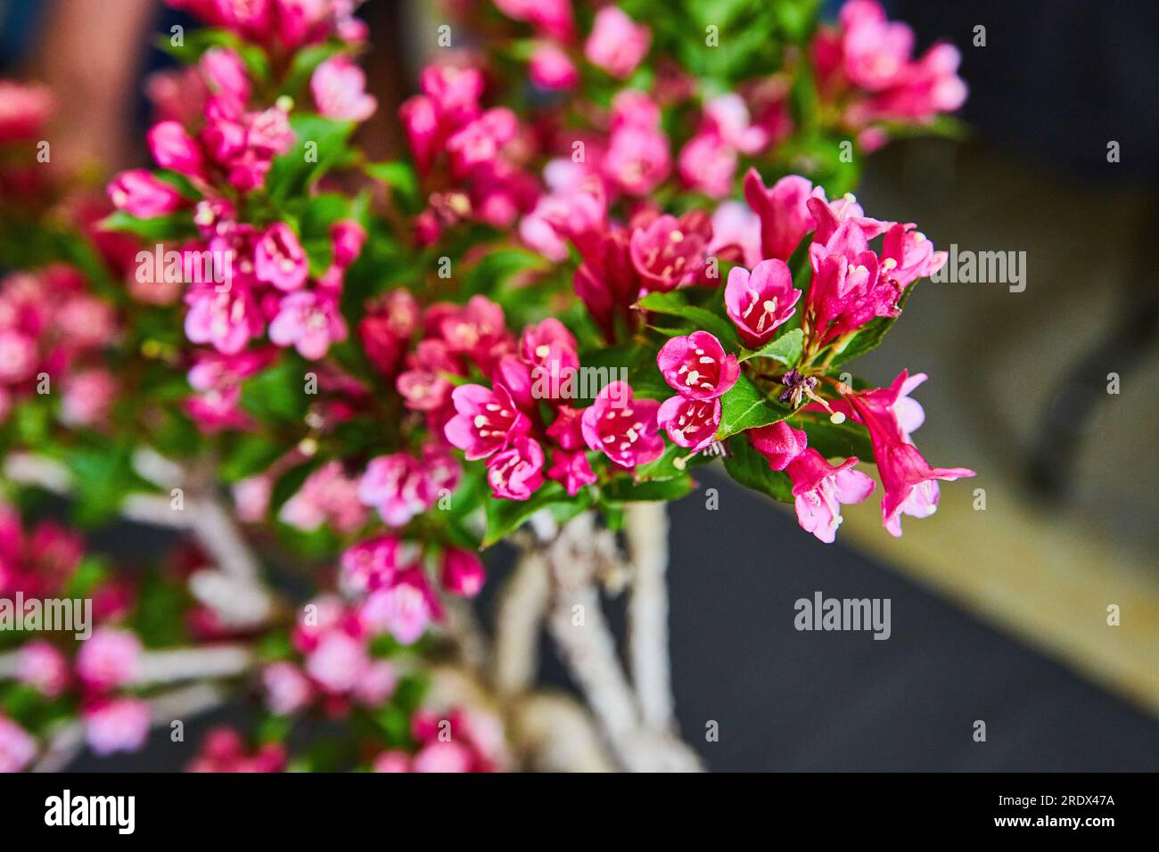 Escallonia evergreen bonsai shrub with vibrant pink flowers blooming in close up shot of petals Stock Photo