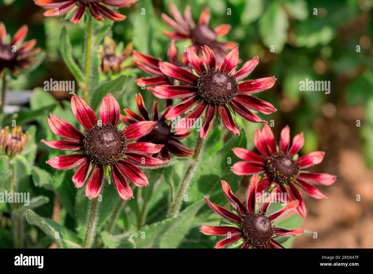 beautiful natural background in summer garden Stock Photo