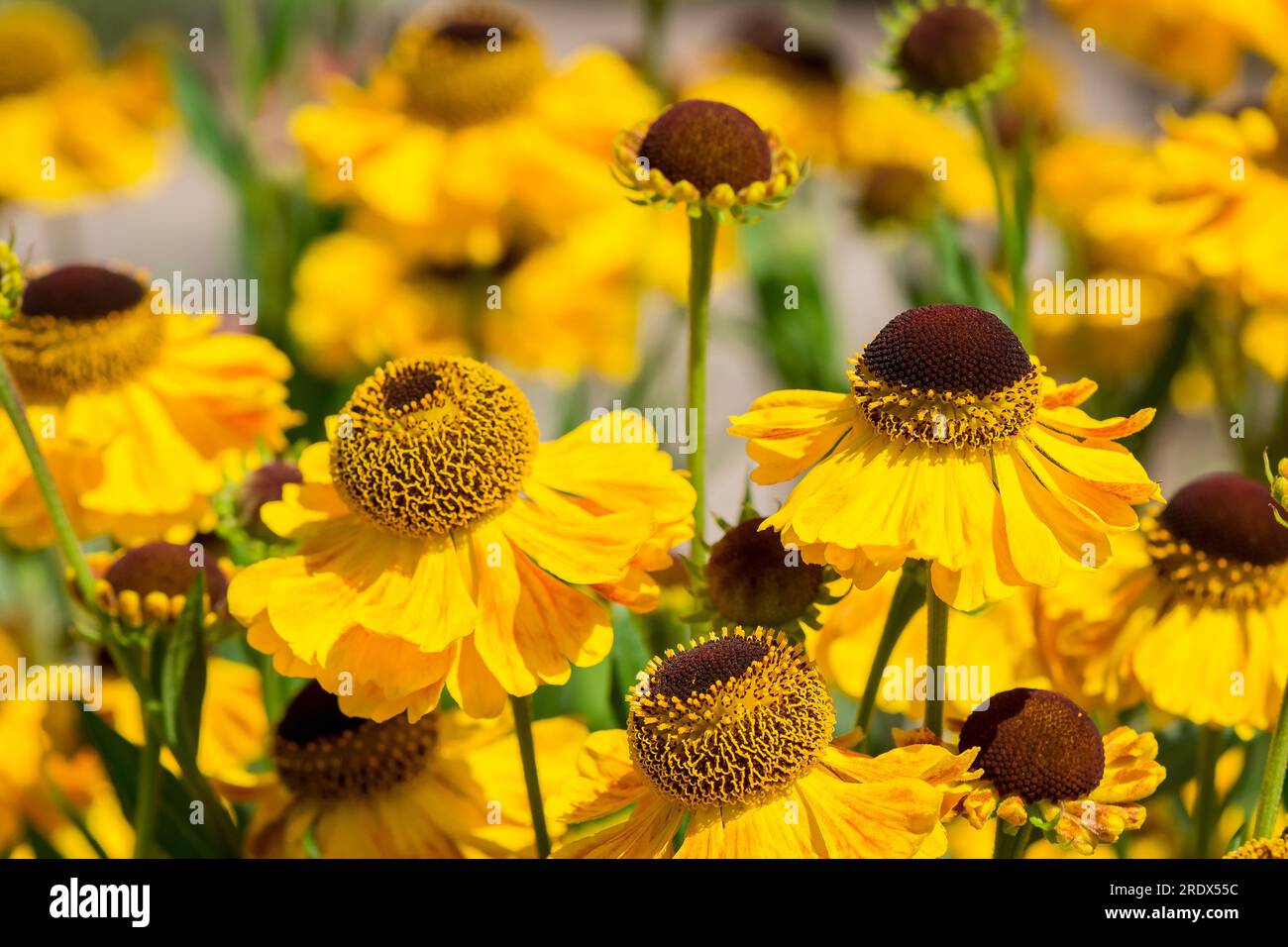beautiful natural background in summer garden Stock Photo