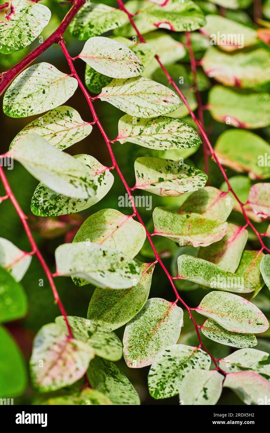 Breynia disticha Snowbush plant with hot pink stems leading to colorful light and dark green leaves Stock Photo