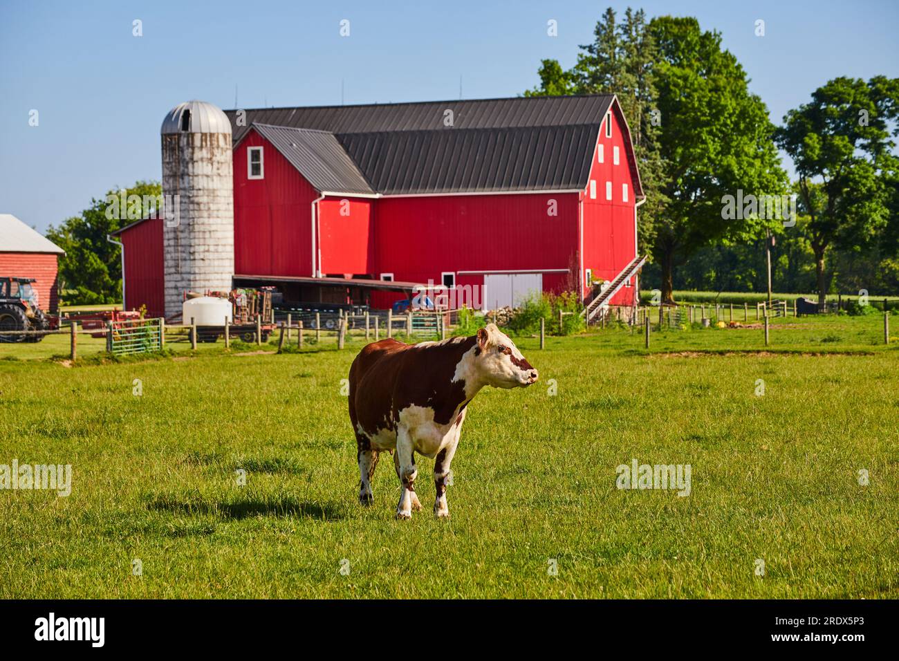 Brown and white cow standing in green pasture with red barn and white silo behind it Stock Photo