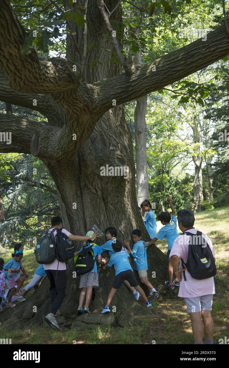 Campers learn that hugging trees gives one good energy. Day campers at the Brooklyn Botan ic Garden in Brooklyn, New York. Stock Photo