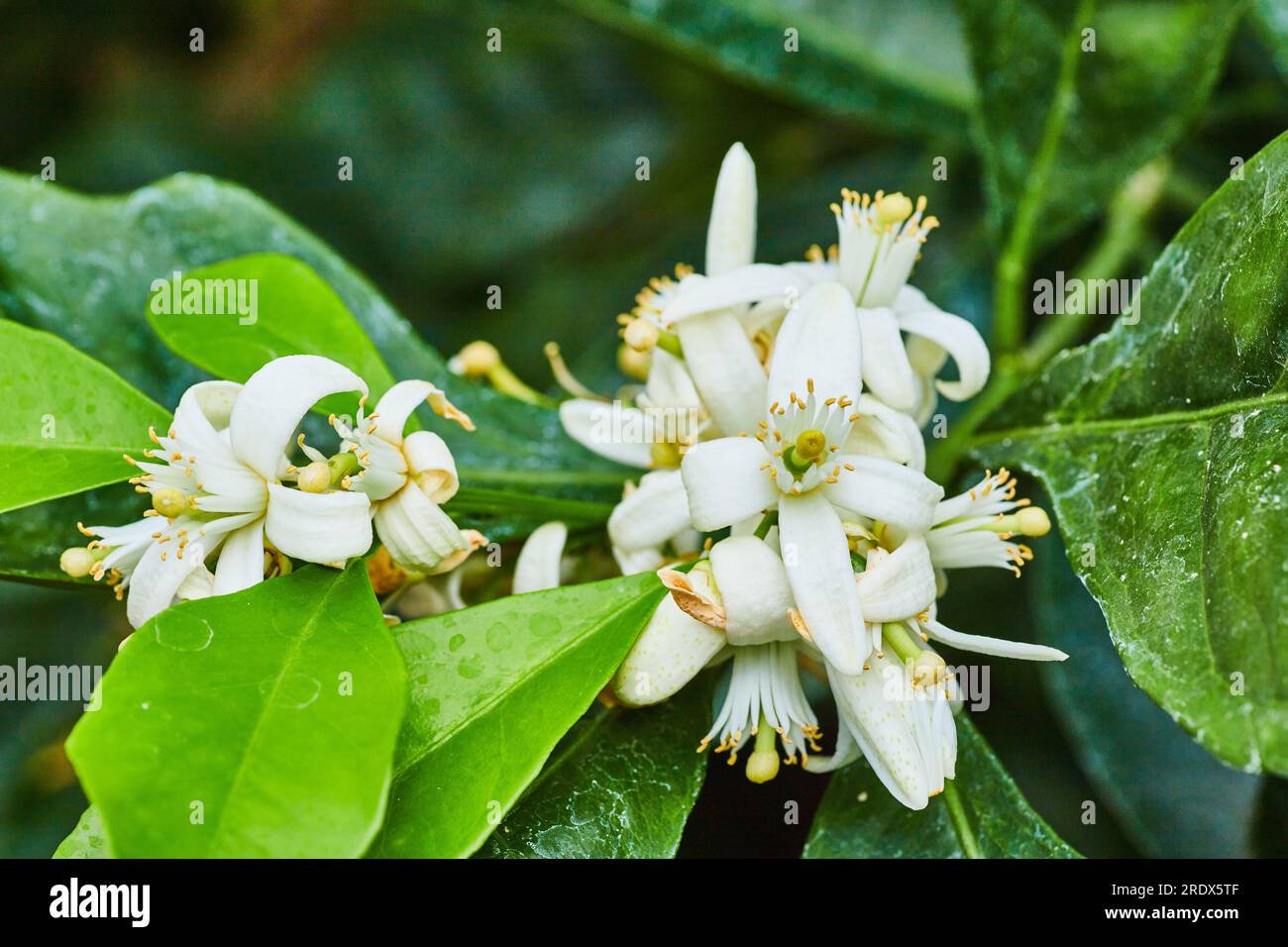 Florida state flower the white blossom of an orange tree Stock Photo