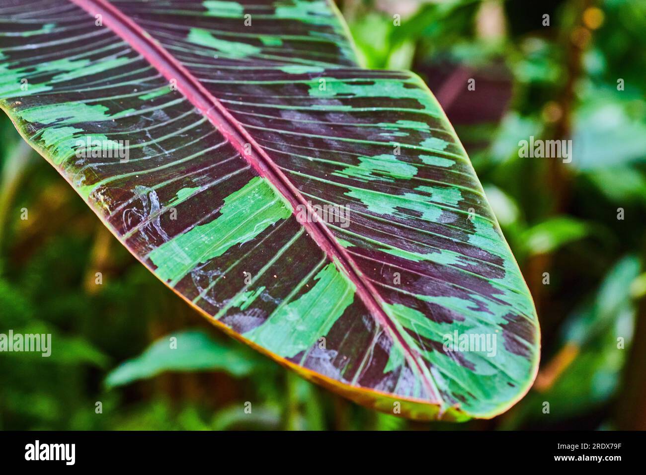 Single leaf of the Banana Zebrina Exotic Fruit Tree the Blood Banana or