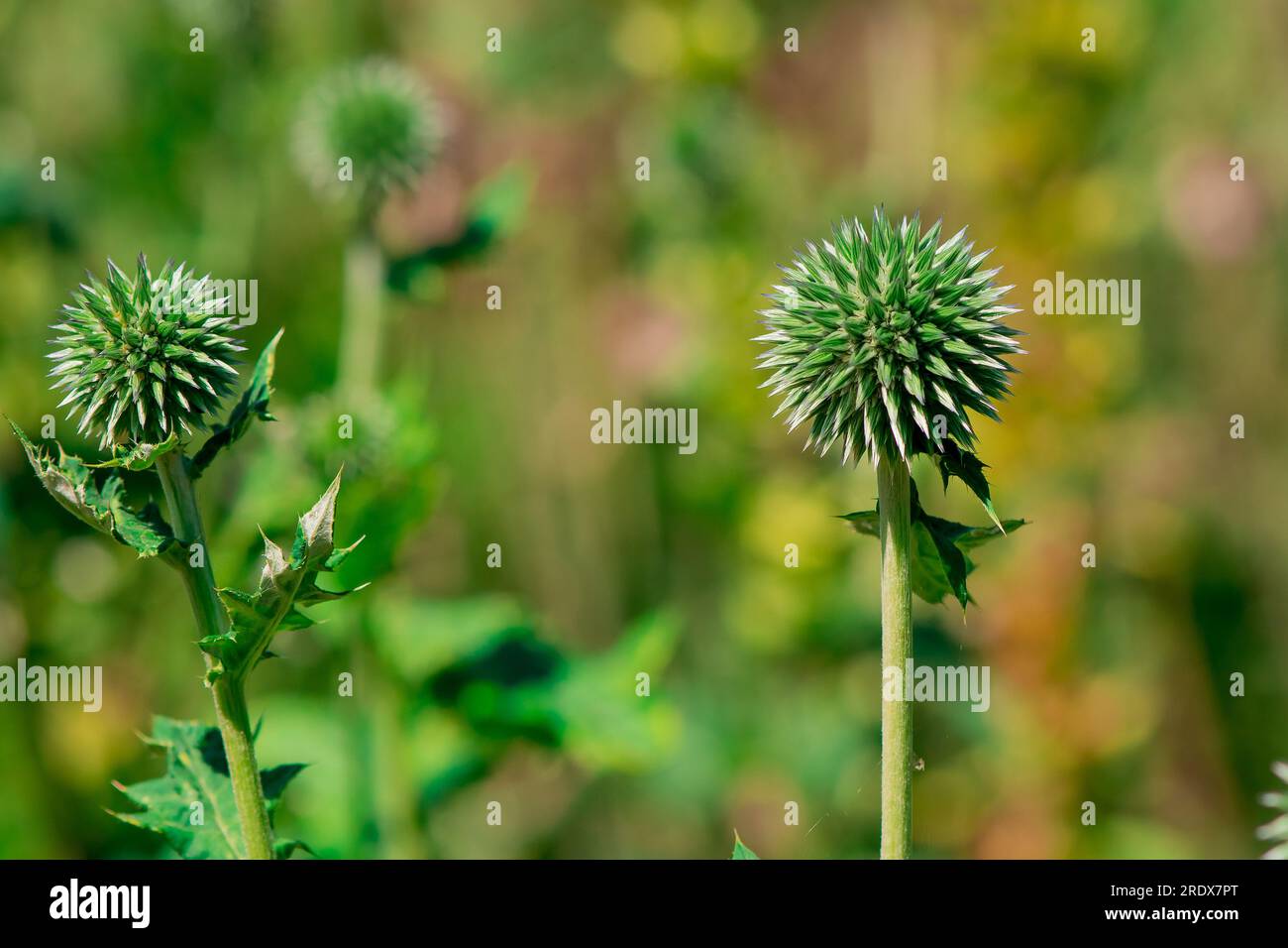 beautiful natural background in summer garden Stock Photo