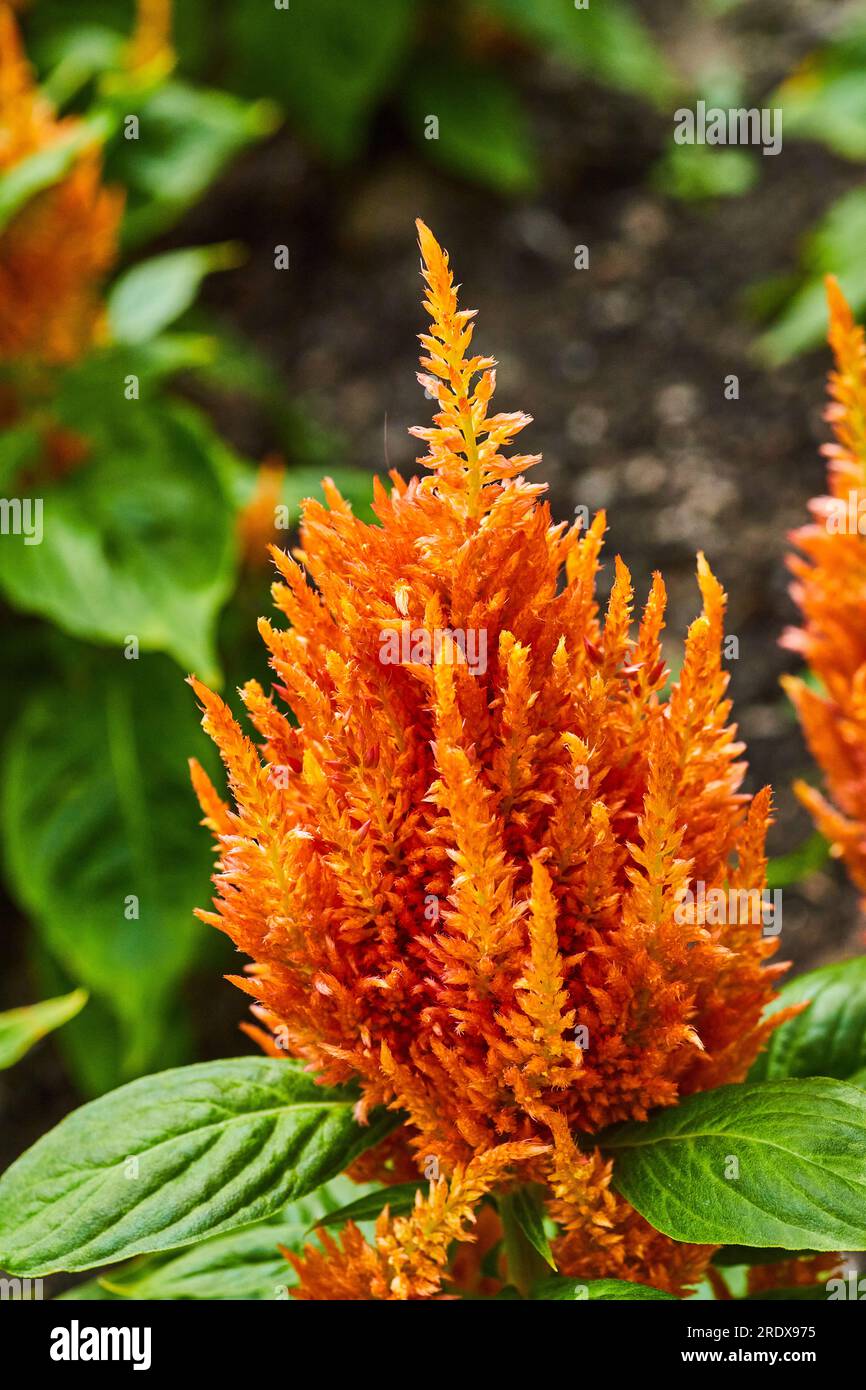 Vertical Orange Celosia Flamma tropical flower with blurred flowers in