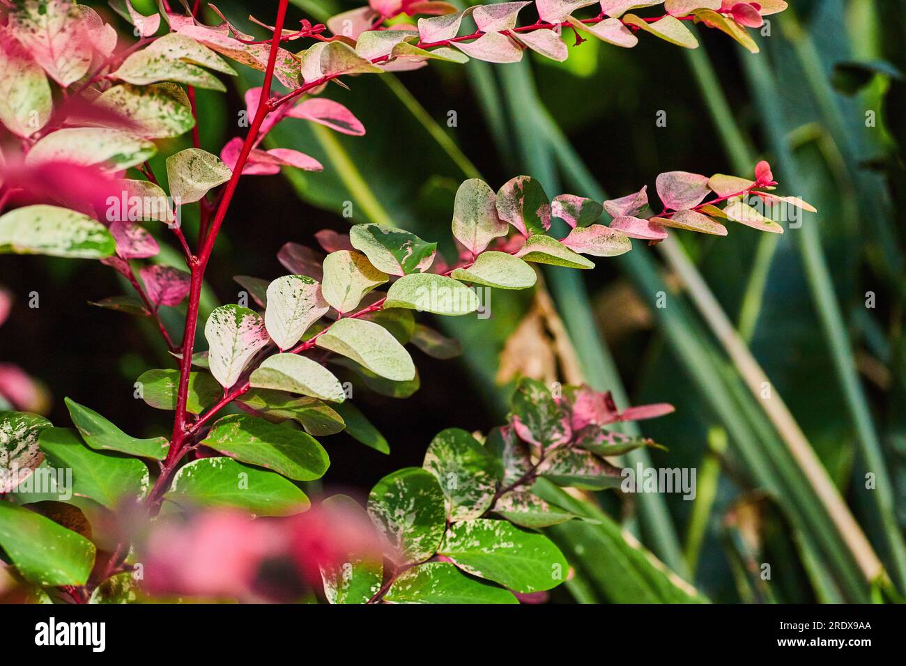 Gorgeous Snowbush with hot pink stems leading to dark and light green leaves tinted pink Stock Photo